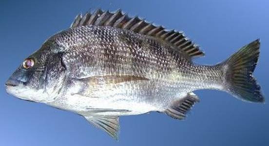  p>二长棘鲷,分布于北太平洋西部.我国产于南海和东海南部.