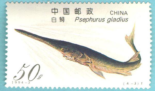  p>白鲟 i>(学名:psephurus gladius) /i>,体长为2～3米,体重200～300