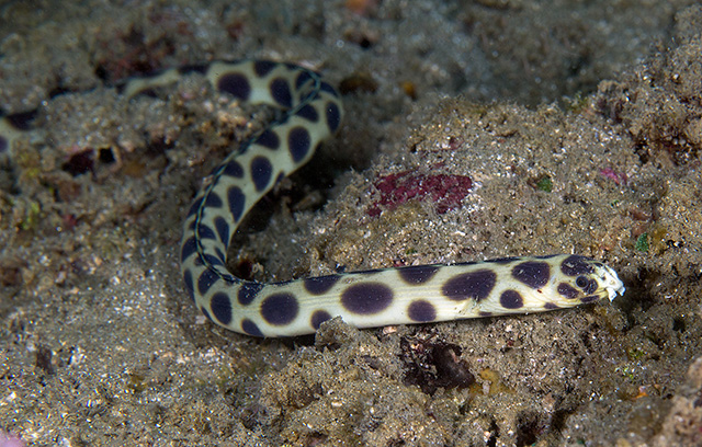  p>黑斑花蛇鳗, i>myrichthys maculosus  /i>(cuvier, 1817), a