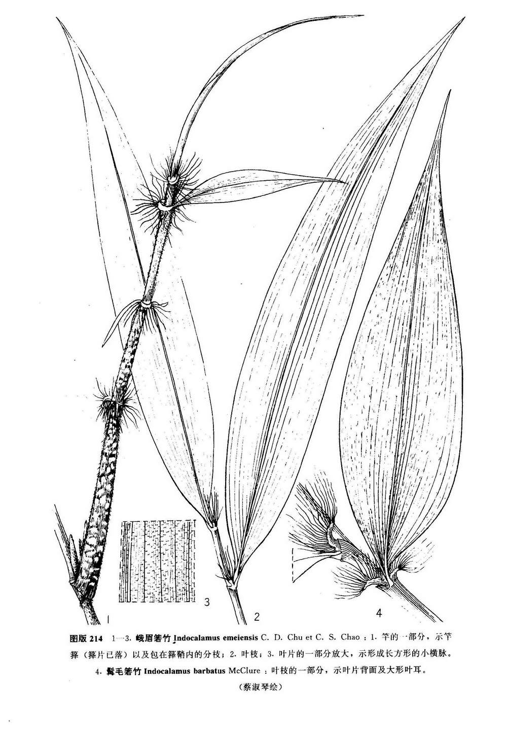  p>髯毛箬竹(学名: b>indocalamus /b>  b>barbatus /b> mcclure)是