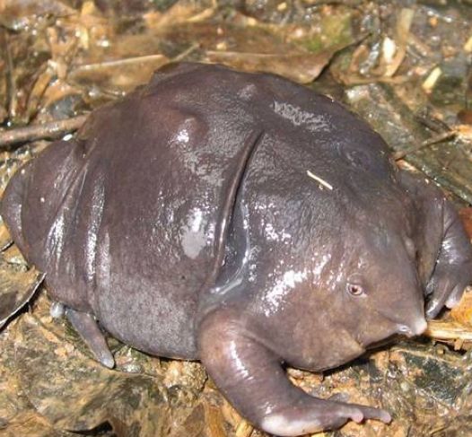 墨西哥钝口螈(英文名称:axolotl),又名<a target="