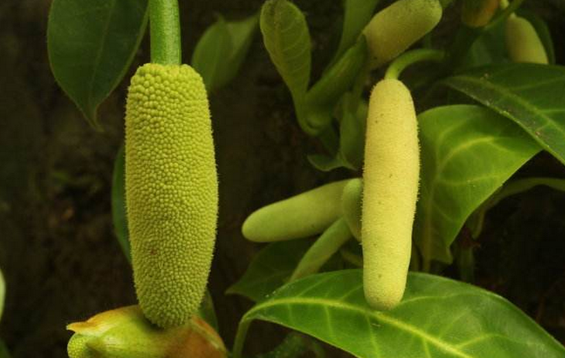  p>尖蜜拉(champedak),又名小木菠萝,是桑科木菠萝属植物,原产于