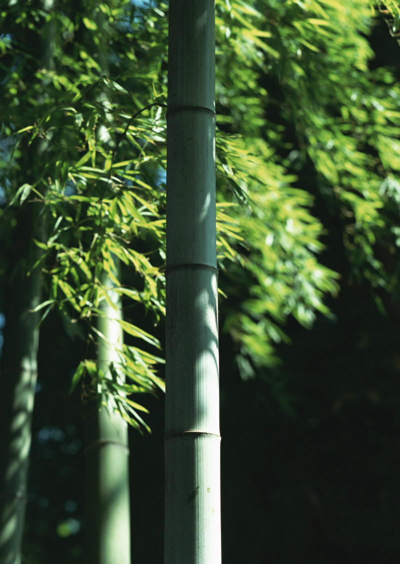  p>竹,又名竹子.品种繁多,有毛竹,麻竹,箭竹等.