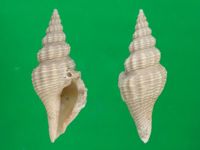 长脊玉米卷管螺