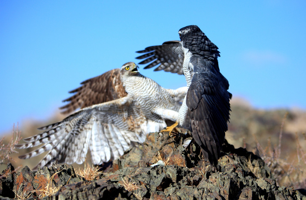 accipiter gentilis khamensis