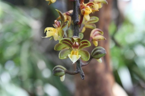  p>隔距兰(学名: i>cleisostoma sagittiforme /i>  garay):茎直立,长