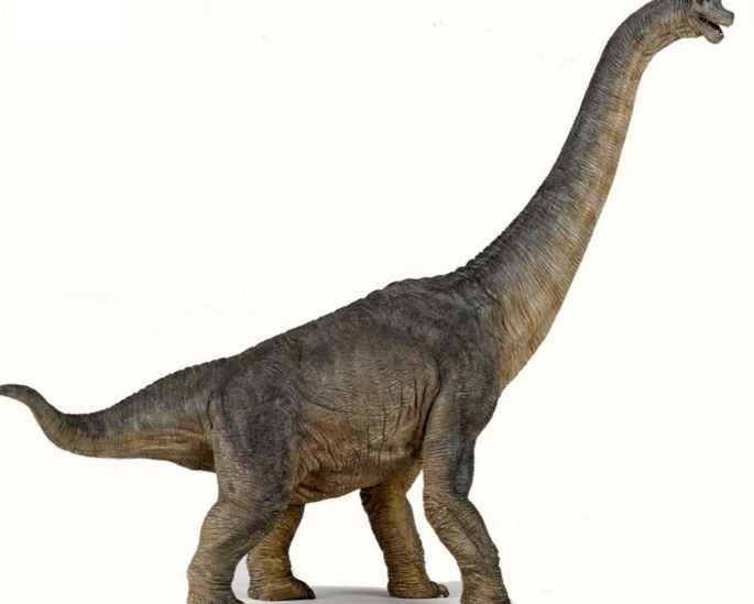  p>腕龙科(brachiosauridae)是 a href="#" data-lemmaid="12615373">