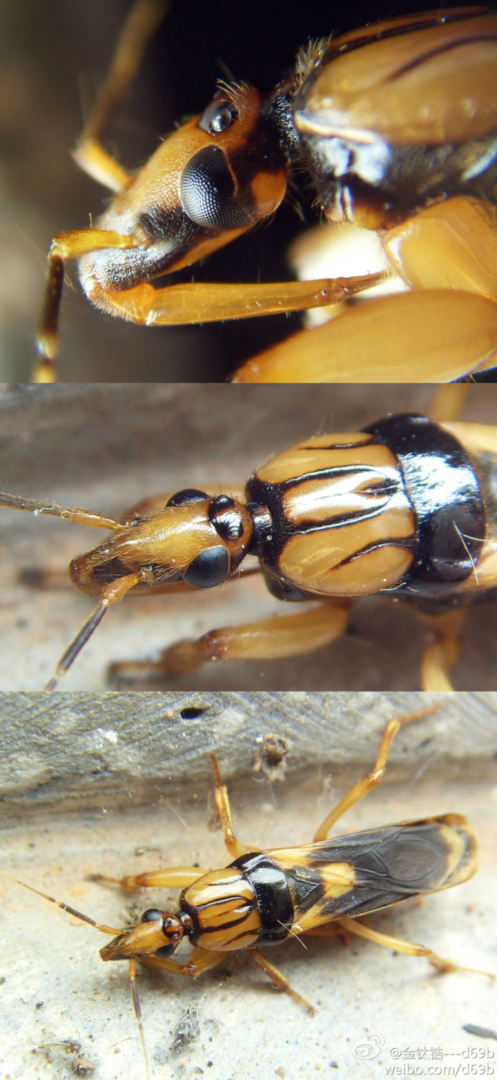  p>昆虫名,为半翅目,猎蝽科.