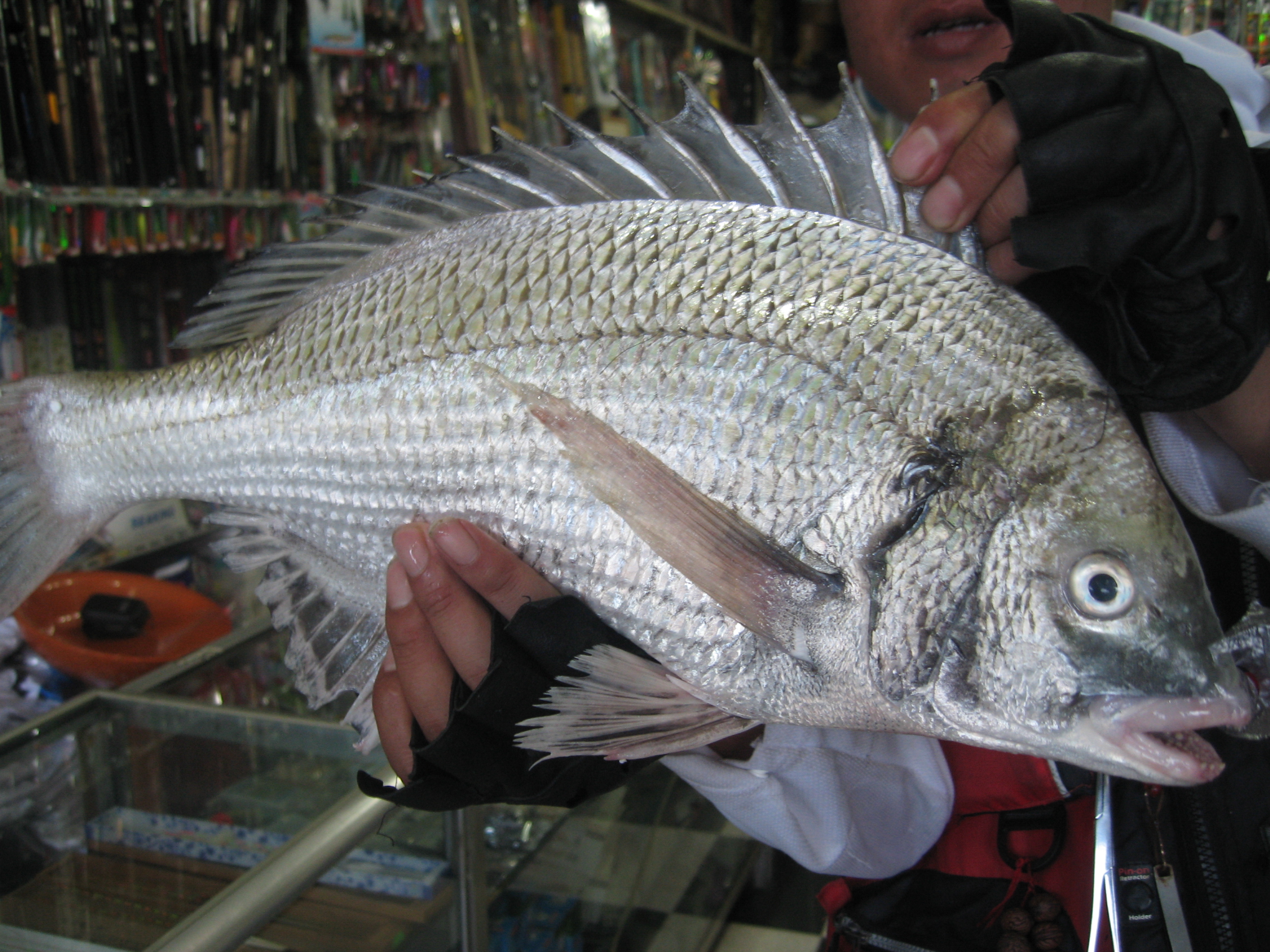  p>黑鲷(学名: i>acanthopagrus schlegelii /i>)是鲷科,黑鲷属鱼类.