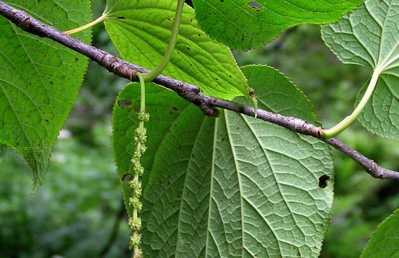  p> a target="_blank" href="/item/水青树科/8677998" data-lemmaid