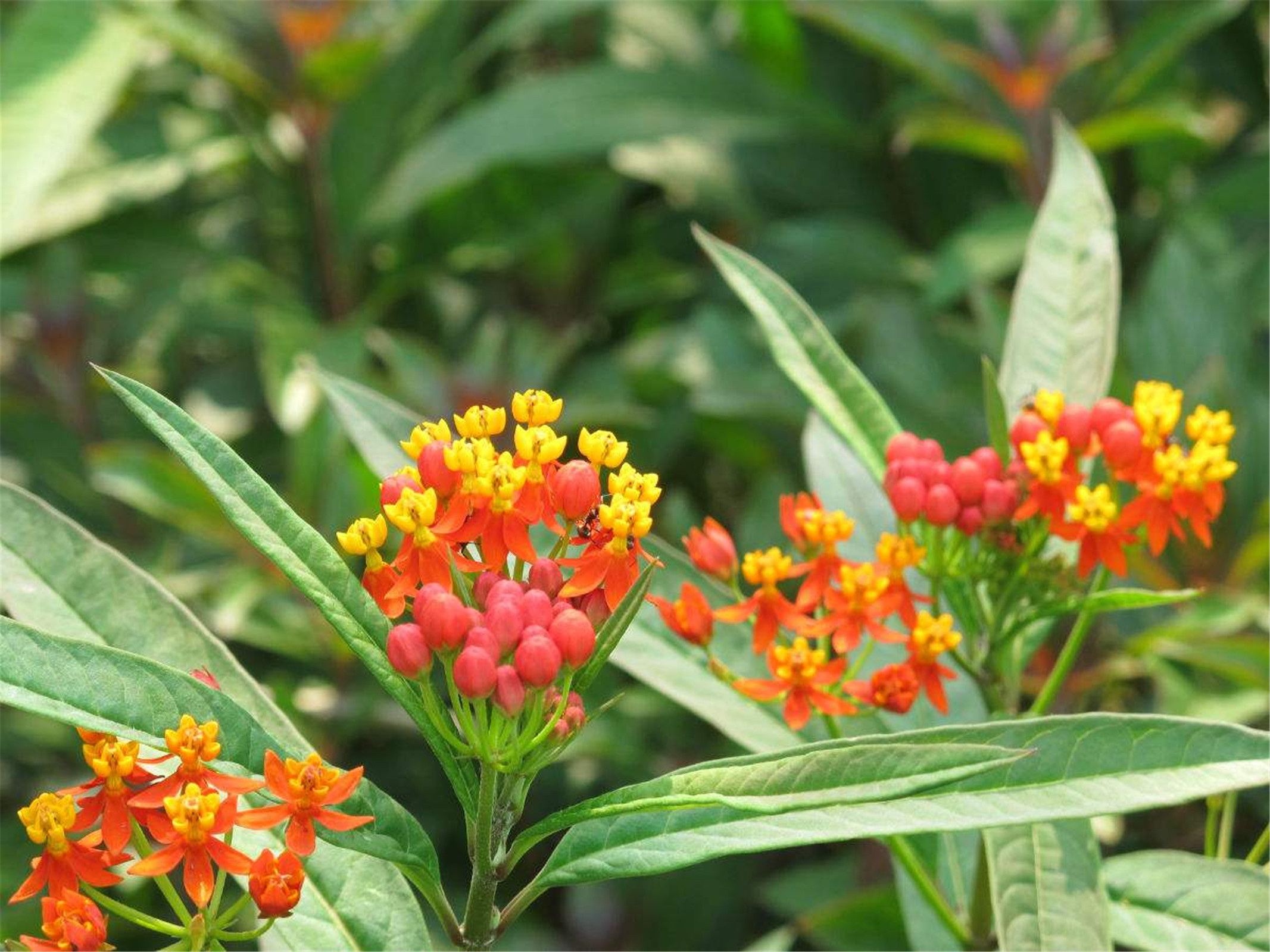  p>马利筋(学名: i>asclepias curassavica /i> b>  /b>l.