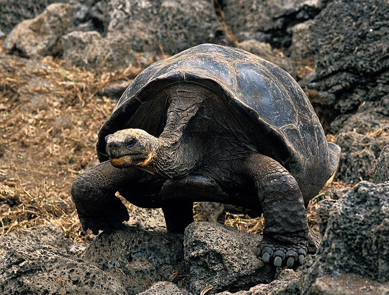  p>加拉帕戈斯象龟(学名: i>chelonoidis  /i>galapagoensis i> /i>