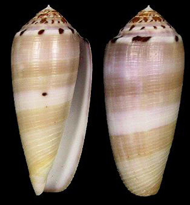  p>【科属分类】 a href="#" data-lemmaid="1332276">贝类动物 /a>, 