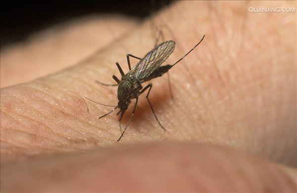  p>尖音库蚊(学名:culex pipiens)是蚊科的一种吸血蚊子.