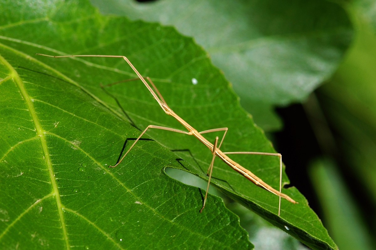  p>竹节虫,竹节鞭,属 a target="_blank" href="/item/有翅亚纲