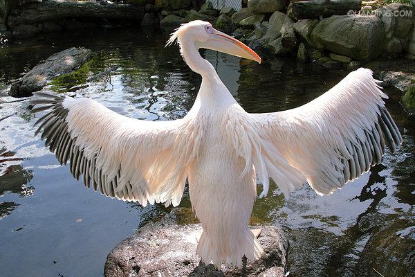  p>白鹈鹕(学名: i>pelecanus onocrotalus /i>),俗名又称 a target="