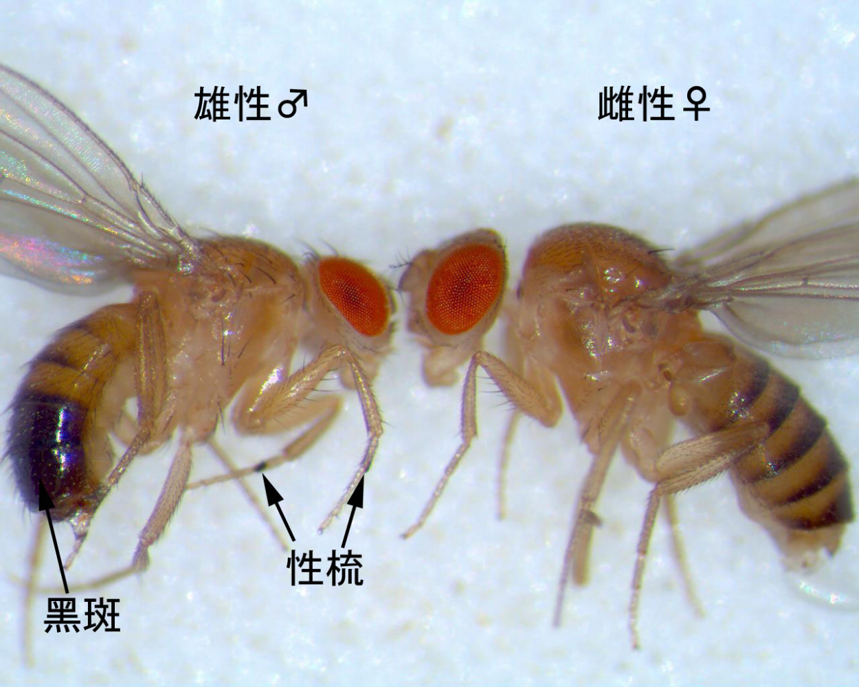 果蝇（果蝇科昆虫的通称）_百度百科
