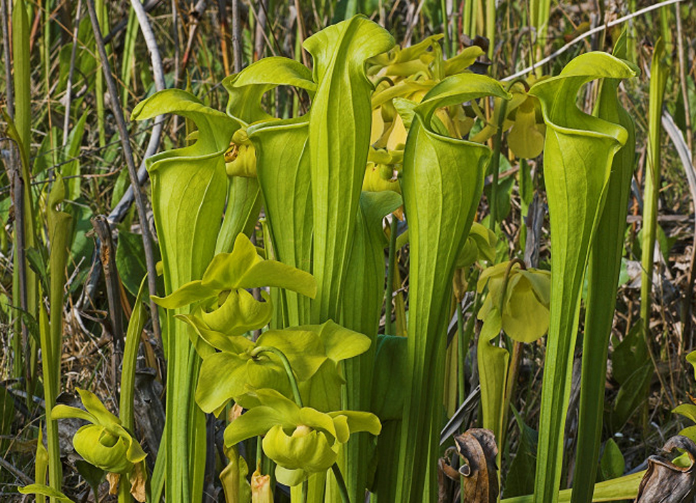  p data-id="gnauc8ap4a">翅状瓶子草(学名:sarracenia alata )单词"