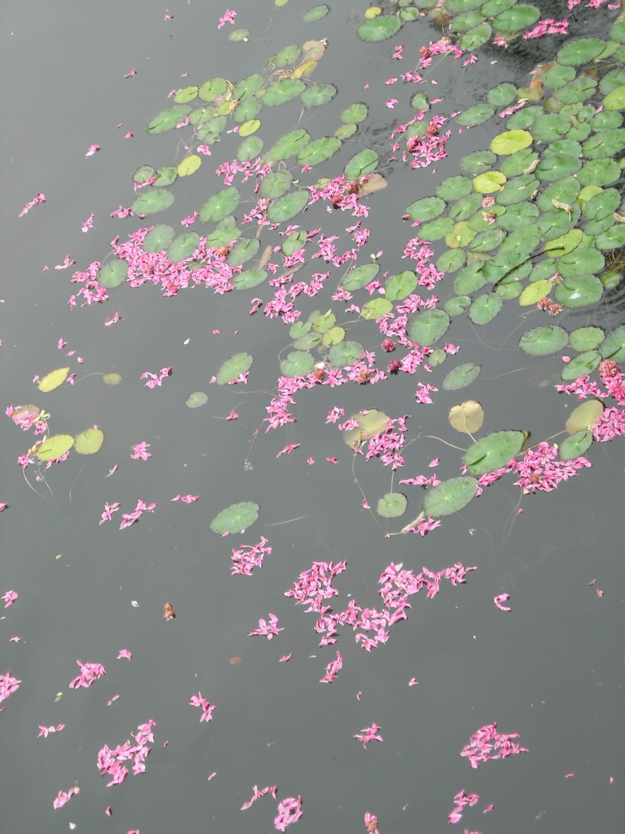  p>落花有意,流水无情,是一个 a href="#" data-lemmaid="2452931">