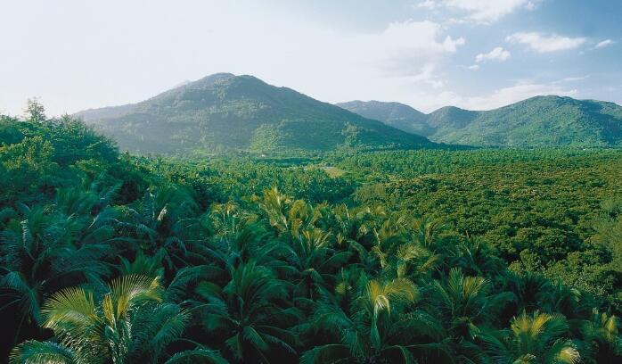 礼纪青皮林自然保护区