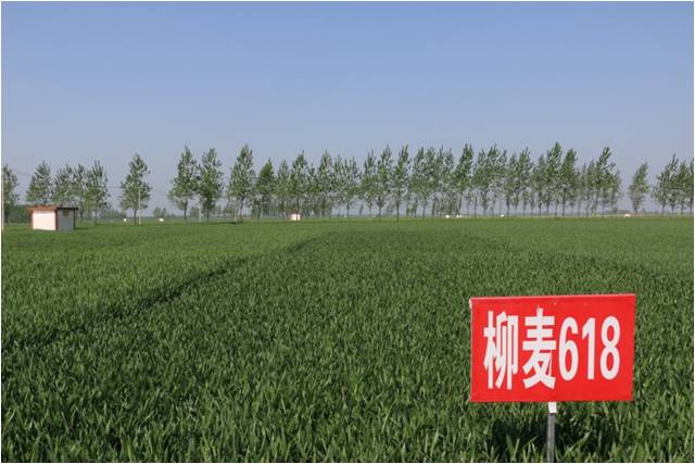 柳麦618