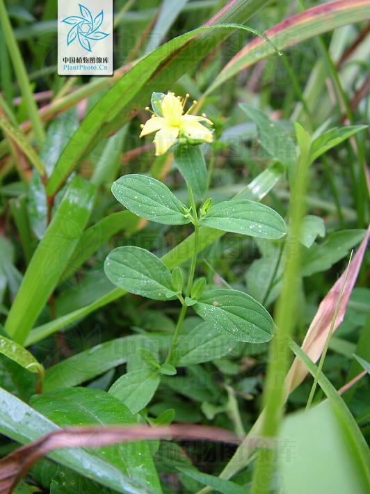 基部心形抱茎,叶下面被黑腺点,近边缘密被腺点;伞房状聚伞花序