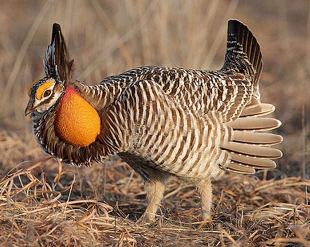 greater prairie chicken
