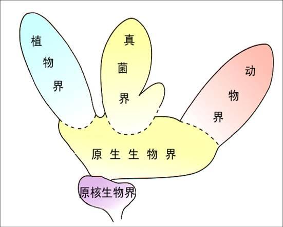  p>五界分类系统,它是由美国生物学家 a target="_blank" href="/item