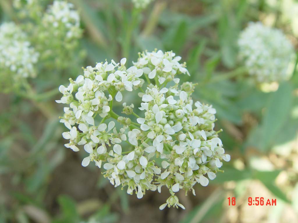 cardaria chalepensis