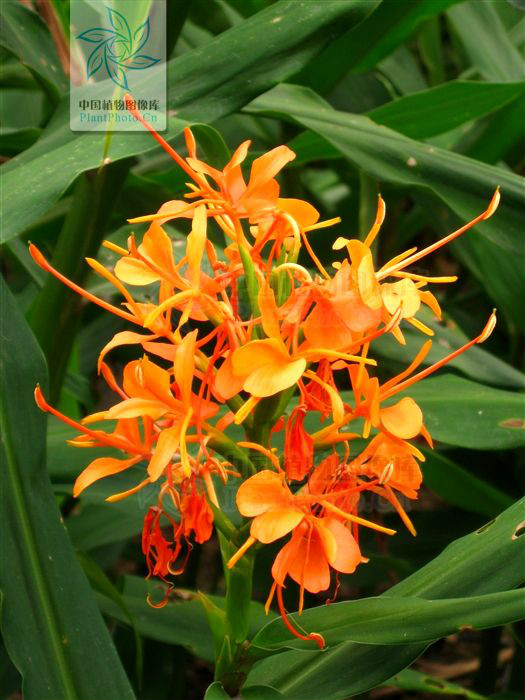 hedychium coccineum buch.-ham.