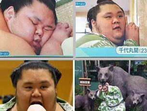  p data-id="gn3wdxjinz">千代丸,男,1991年生