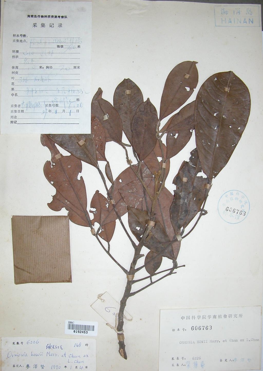  p>缘毛红豆(学名: i>ormosia howii /i> merr.