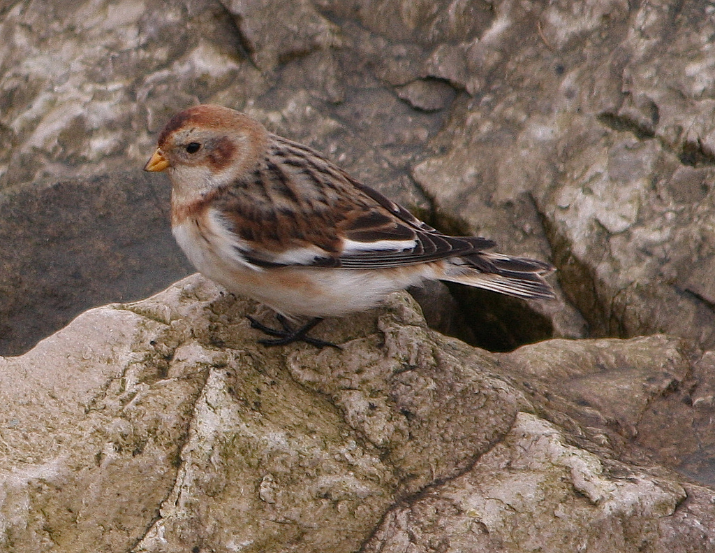 plectrophenax nivalis vlasowae