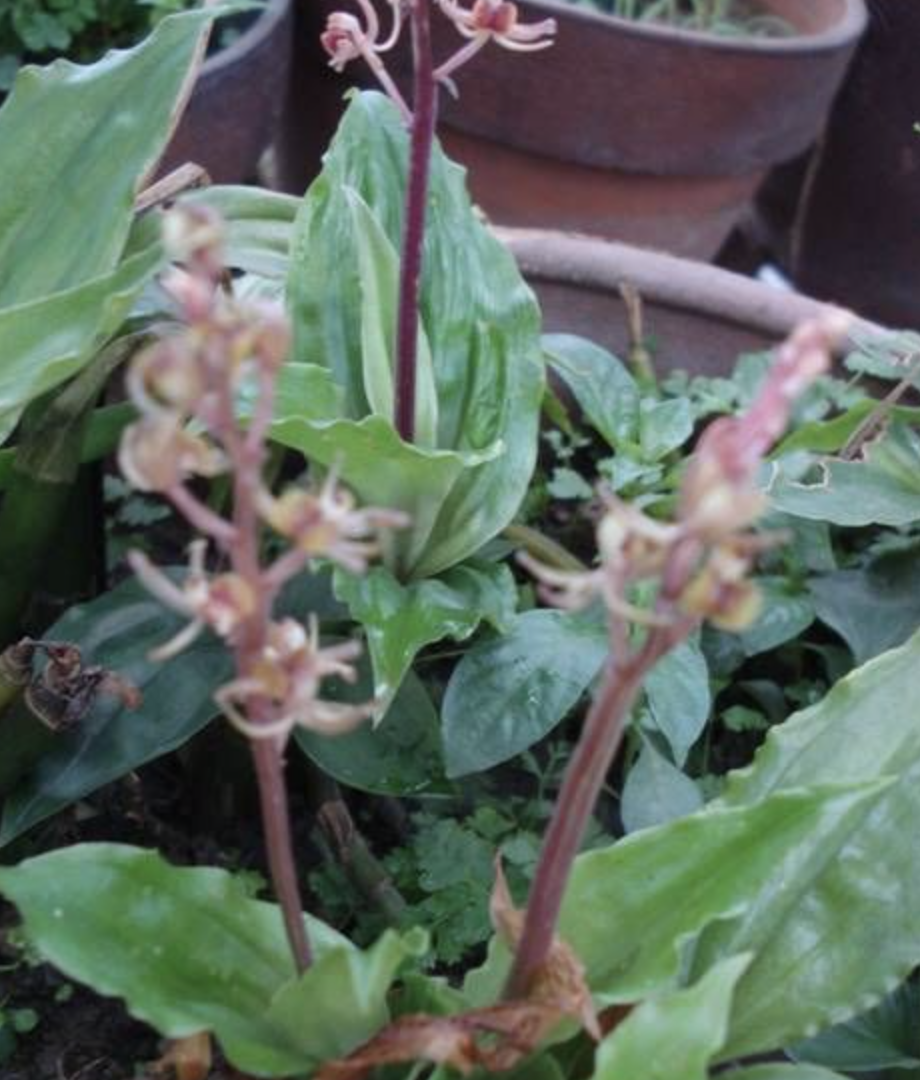 href="/item/兰科羊耳蒜属">兰科羊耳蒜属 /a>植物,地生草本,基部略