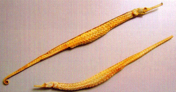  p>拟海龙,又称"棘海龙",为 a href="#" data-lemmaid="2520993">辐鳍