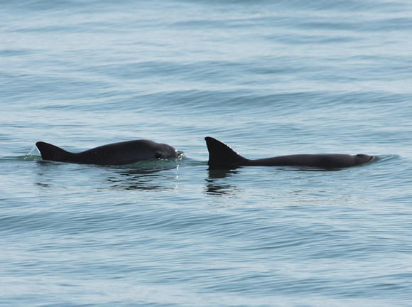  p>鼠海豚(拉 i>丁语学名phocoena phocoena) /i>是一种可以长至1.