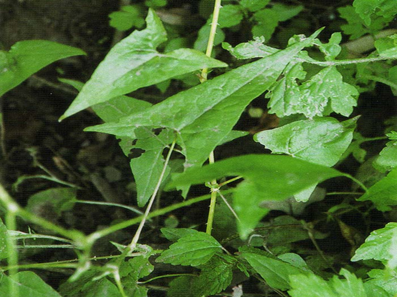  p>直立草本,高35—80厘米;根茎略肥大,具须根.