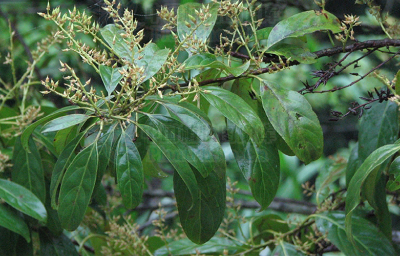 itea chinensis