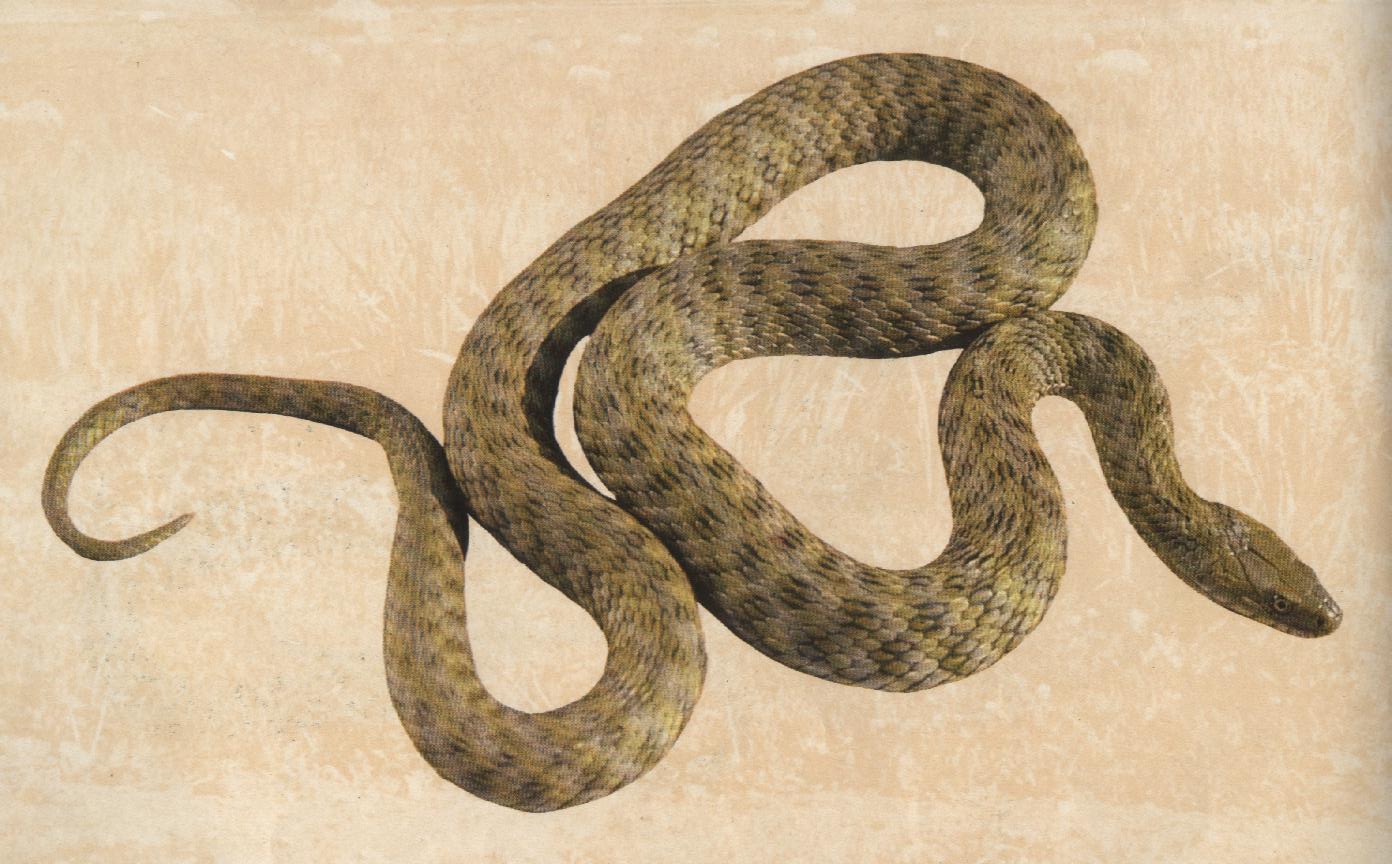  p>水游蛇( i>natrix natrix /i> linnaeus)是游蛇科,水游蛇属的无