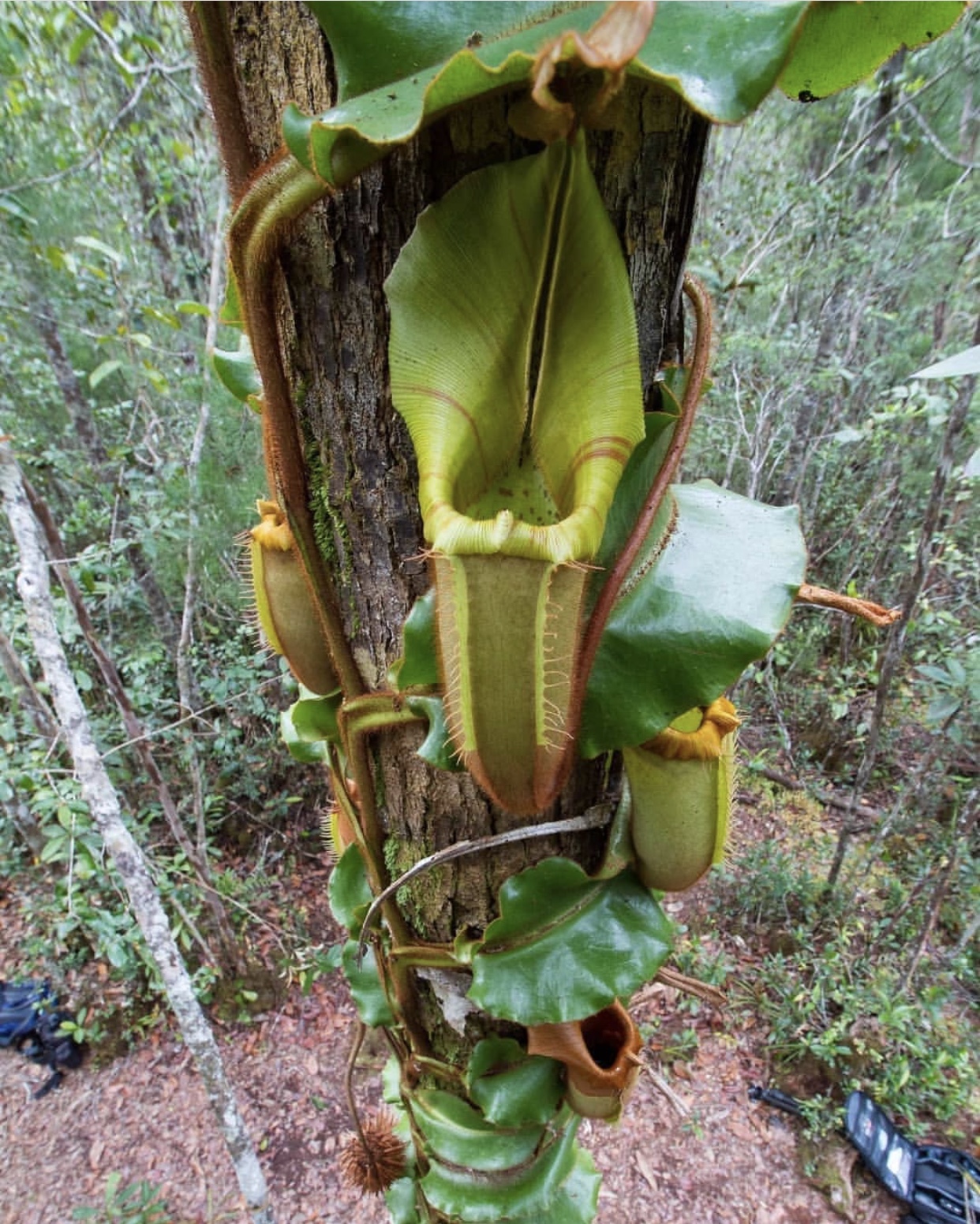 nepenthes veitchii