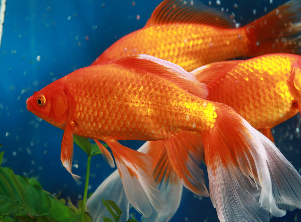  p>金草鱼(gold ctenopharyngodon idellus)别称:黄