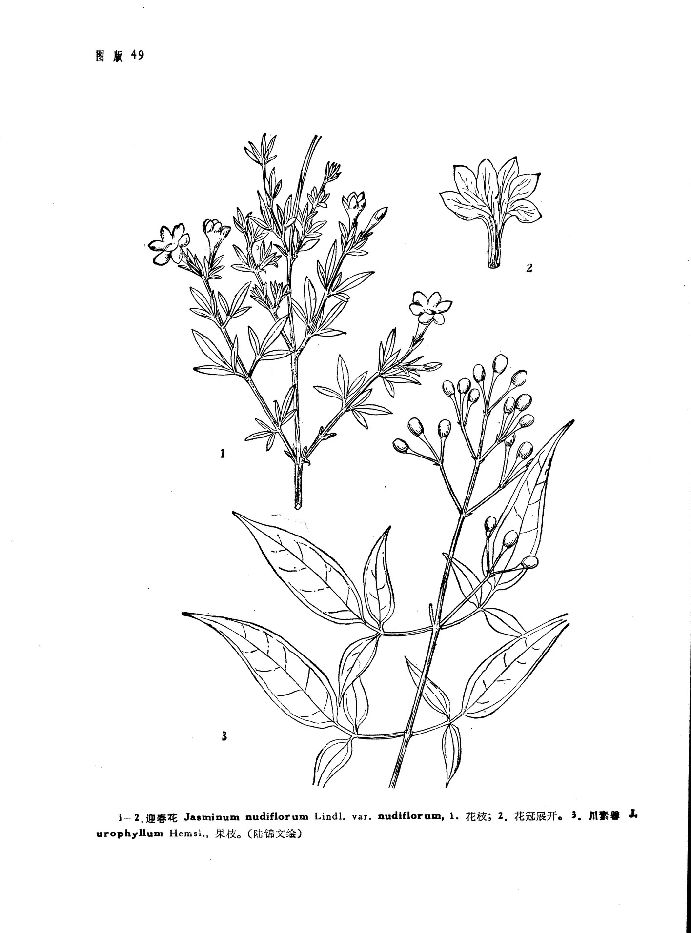 迎春花(原变种)