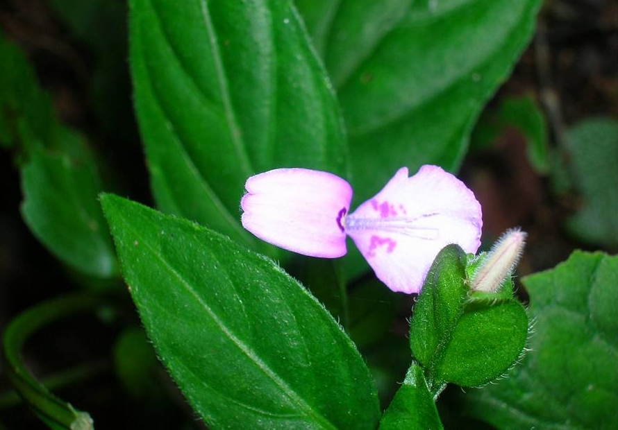  p>合瓣花(adlumia asiatica ohwi),亦称后生花被类,在将被子植物双子