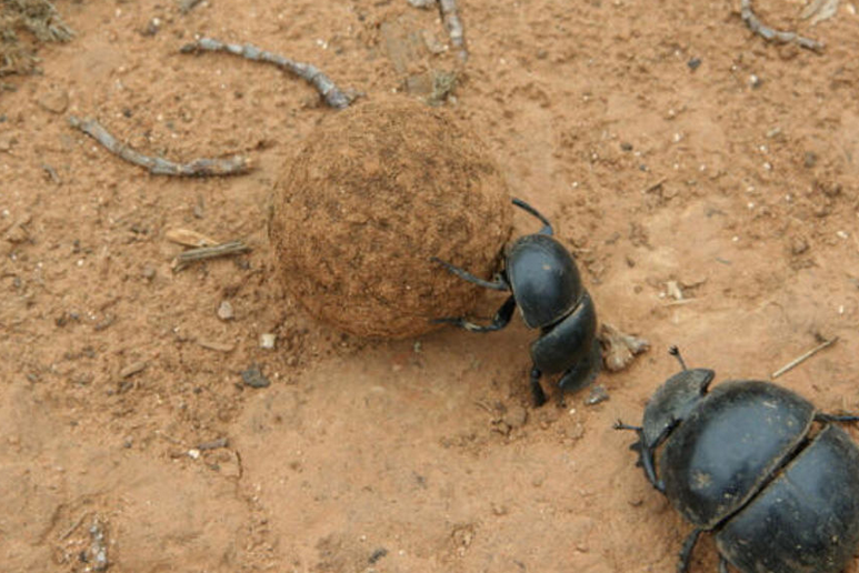 前足为开掘足,后足靠近腹部末端,距离中足较远,后足胫节有一个端距.