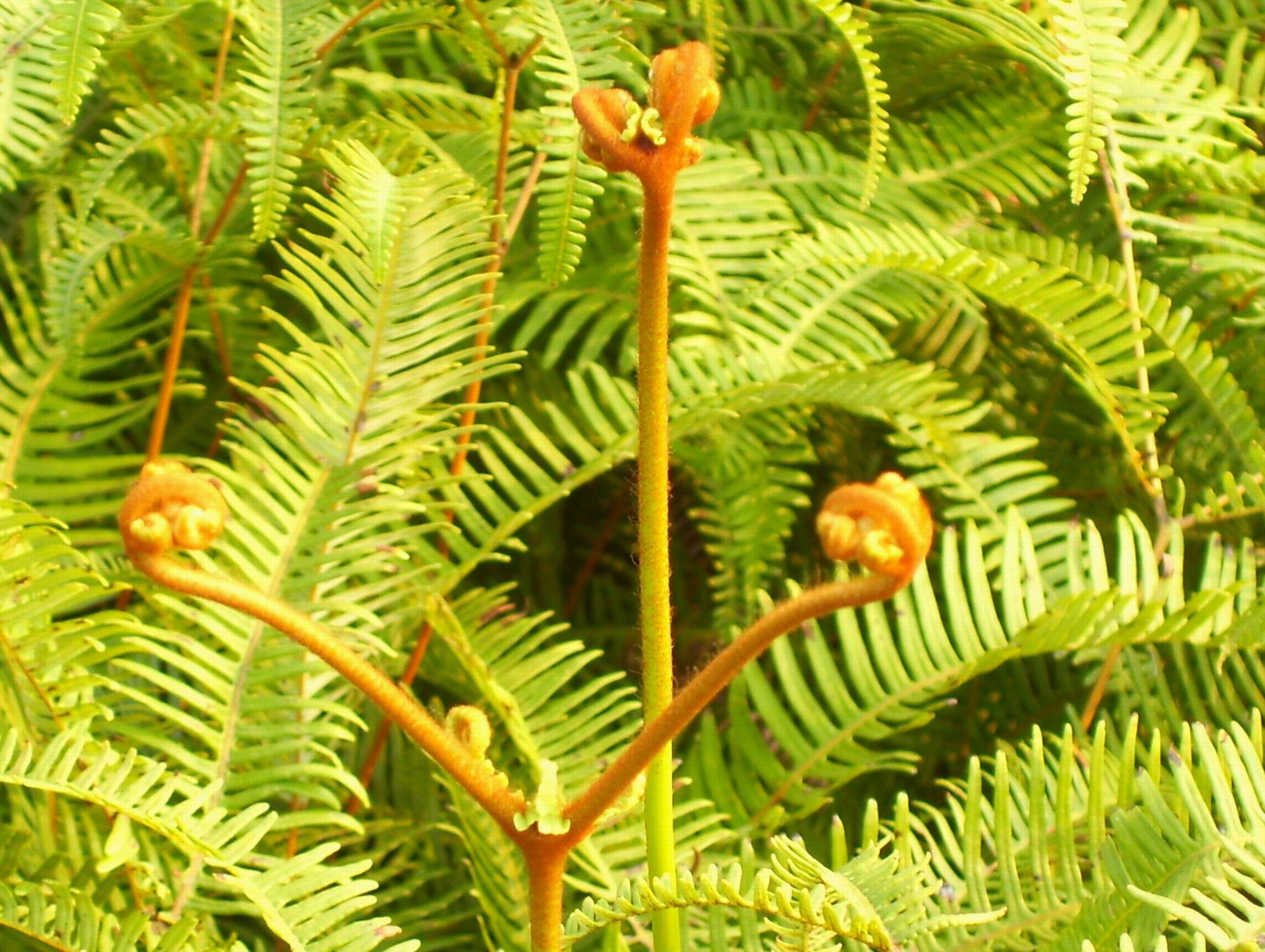  p>蕨类植物门(学名:pteridophyta)是又称羊齿植物,是一群进化水平最