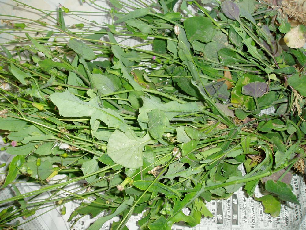 马蹄草的图片(真正的马蹄草图片)