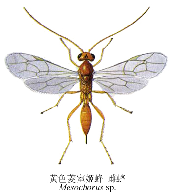 黄色菱室姬蜂