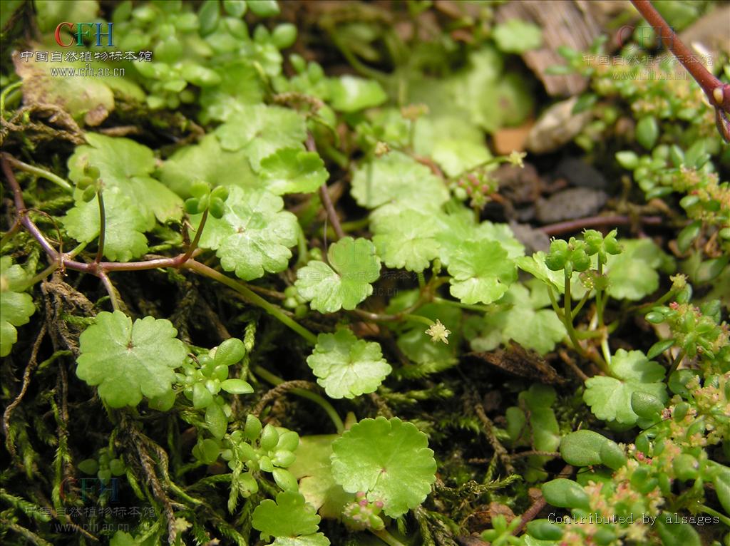  p>中华天胡荽(学名: i>hydrocotyle chinensis /i>  (dunn) craib)