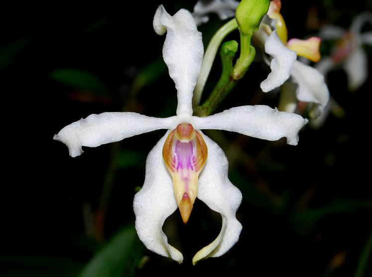  p>白花拟万代兰(学名: i>vandopsis undulata /i>  (lindl.) j. j.