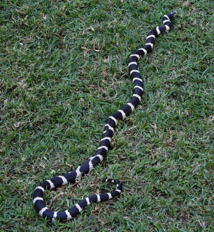  p>王蛇(kingsnake),又名皇帝蛇.